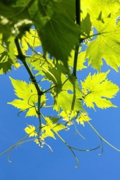 菲纳莱利古雷 Agriturismo La Selva酒店 外观 照片