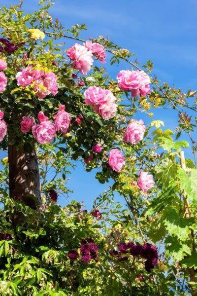 菲纳莱利古雷 Agriturismo La Selva酒店 外观 照片