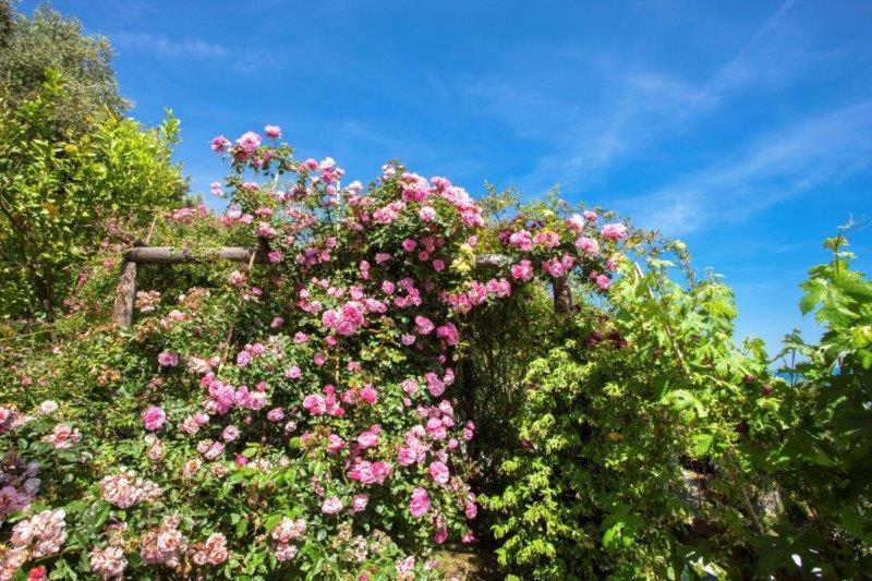 菲纳莱利古雷 Agriturismo La Selva酒店 外观 照片