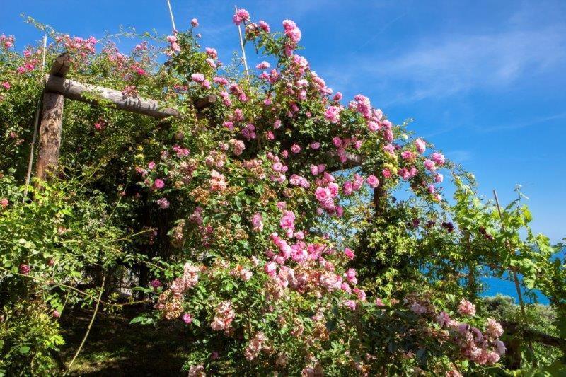 菲纳莱利古雷 Agriturismo La Selva酒店 外观 照片