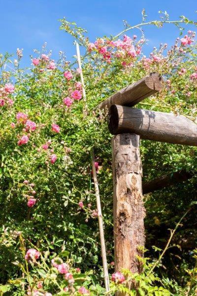 菲纳莱利古雷 Agriturismo La Selva酒店 外观 照片