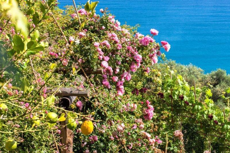 菲纳莱利古雷 Agriturismo La Selva酒店 外观 照片